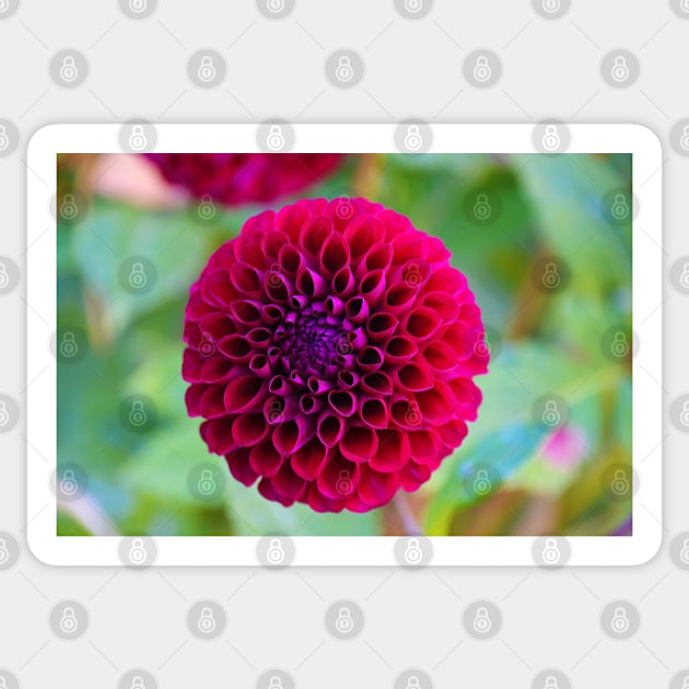 Dahlia Sticker by kchase